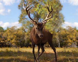 Preview wallpaper deer, antlers, grass, walk