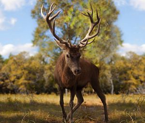 Preview wallpaper deer, antlers, grass, walk