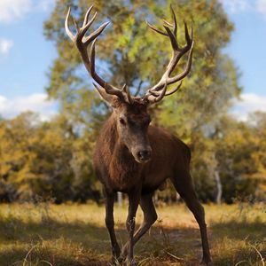 Preview wallpaper deer, antlers, grass, walk