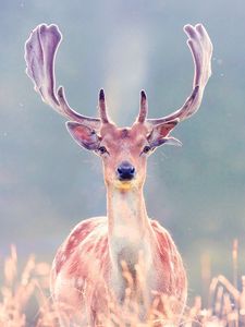 Preview wallpaper deer, antlers, grass, walk, blurring