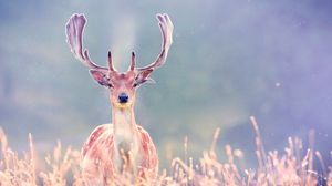 Preview wallpaper deer, antlers, grass, walk, blurring