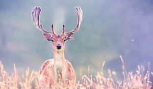 Preview wallpaper deer, antlers, grass, walk, blurring