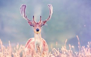 Preview wallpaper deer, antlers, grass, walk, blurring