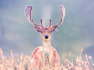 Preview wallpaper deer, antlers, grass, walk, blurring