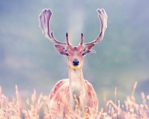 Preview wallpaper deer, antlers, grass, walk, blurring