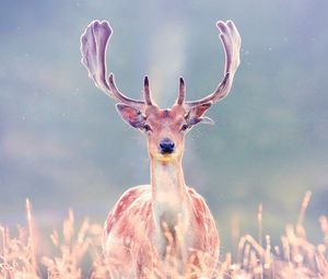 Preview wallpaper deer, antlers, grass, walk, blurring