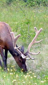 Preview wallpaper deer, antlers, grass, flowers