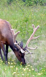 Preview wallpaper deer, antlers, grass, flowers