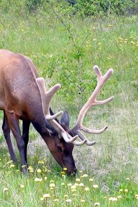 Preview wallpaper deer, antlers, grass, flowers