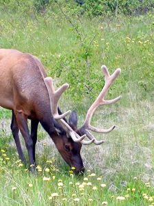 Preview wallpaper deer, antlers, grass, flowers