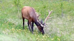 Preview wallpaper deer, antlers, grass, flowers