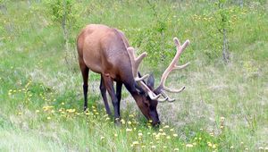 Preview wallpaper deer, antlers, grass, flowers