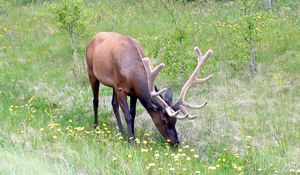 Preview wallpaper deer, antlers, grass, flowers