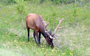 Preview wallpaper deer, antlers, grass, flowers