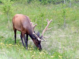 Preview wallpaper deer, antlers, grass, flowers