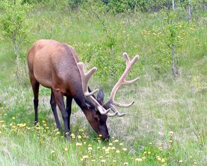 Preview wallpaper deer, antlers, grass, flowers