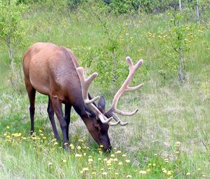 Preview wallpaper deer, antlers, grass, flowers