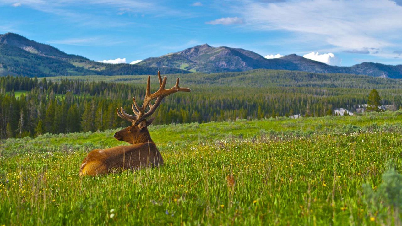 Wallpaper deer, antlers, grass, mountains, landscape