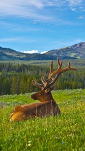 Preview wallpaper deer, antlers, grass, mountains, landscape