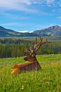 Preview wallpaper deer, antlers, grass, mountains, landscape