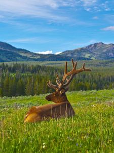 Preview wallpaper deer, antlers, grass, mountains, landscape