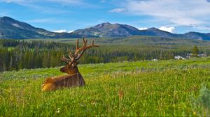 Preview wallpaper deer, antlers, grass, mountains, landscape