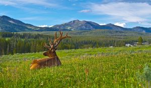 Preview wallpaper deer, antlers, grass, mountains, landscape