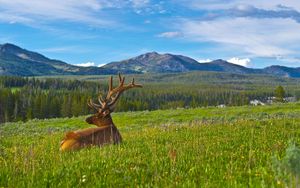 Preview wallpaper deer, antlers, grass, mountains, landscape