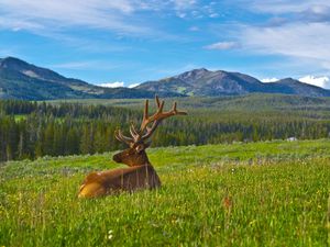 Preview wallpaper deer, antlers, grass, mountains, landscape