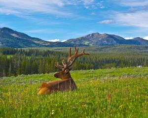 Preview wallpaper deer, antlers, grass, mountains, landscape