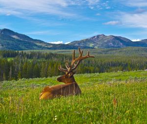 Preview wallpaper deer, antlers, grass, mountains, landscape