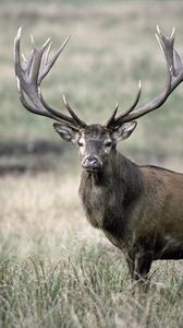 Preview wallpaper deer, antlers, grass