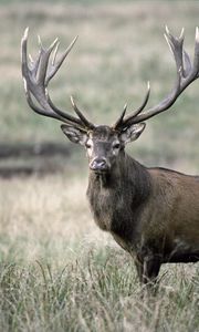 Preview wallpaper deer, antlers, grass