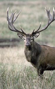 Preview wallpaper deer, antlers, grass