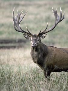 Preview wallpaper deer, antlers, grass