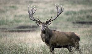 Preview wallpaper deer, antlers, grass