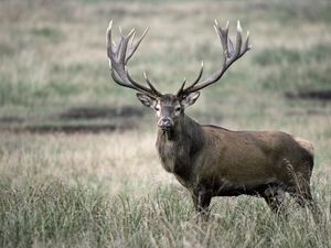 Preview wallpaper deer, antlers, grass