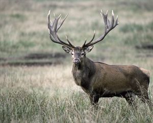 Preview wallpaper deer, antlers, grass