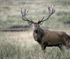 Preview wallpaper deer, antlers, grass