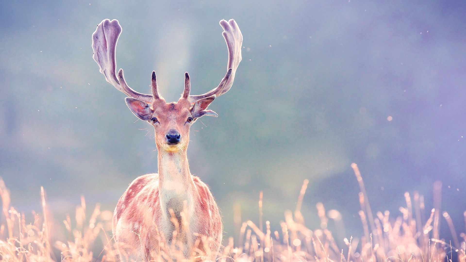 Download wallpaper 1920x1080 deer, antlers, grass, walk, blurring hd