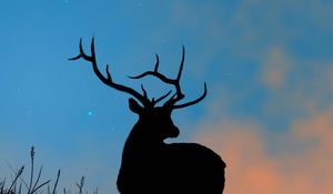 Preview wallpaper deer, antlers, silhouette, stars, dusk, art