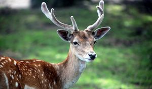 Preview wallpaper deer, antlers, spotted, wood