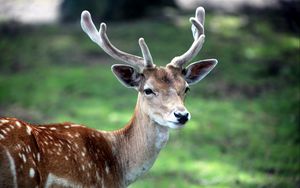 Preview wallpaper deer, antlers, spotted, wood