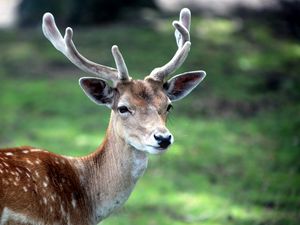 Preview wallpaper deer, antlers, spotted, wood