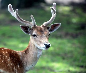 Preview wallpaper deer, antlers, spotted, wood