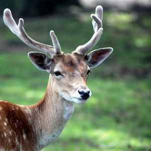 Preview wallpaper deer, antlers, spotted, wood