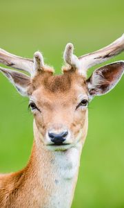 Preview wallpaper deer, antlers, spotted