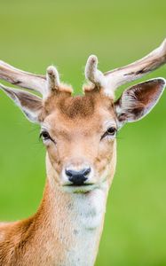 Preview wallpaper deer, antlers, spotted