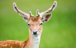 Preview wallpaper deer, antlers, spotted