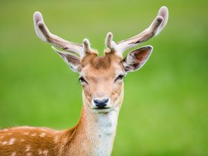 Preview wallpaper deer, antlers, spotted